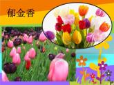 湘美版四年級美術上冊 第6課 花兒朵朵課件PPT