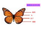 湘美版四年級(jí)美術(shù)上冊(cè) 第14課 蝴蝶落我家課件PPT