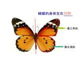 湘美版四年級(jí)美術(shù)上冊(cè) 第14課 蝴蝶落我家課件PPT