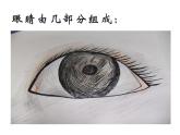 湘美版一年級美術(shù)上冊 4.大眼睛課件PPT