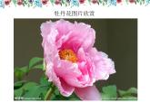 第6課 花兒朵朵（9）（課件）美術四年級上冊-湘美版
