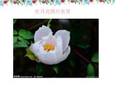 第6課 花兒朵朵（9）（課件）美術四年級上冊-湘美版
