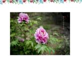 第6課 花兒朵朵（9）（課件）美術四年級上冊-湘美版