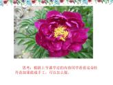 第6課 花兒朵朵（9）（課件）美術四年級上冊-湘美版