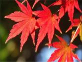 第8課 色彩對(duì)“印”（9）（課件）美術(shù)四年級(jí)上冊-湘美版