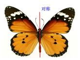 湘美版四年級(jí)美術(shù)上冊(cè) 第14課 蝴蝶落我家課件PPT