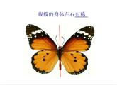 湘美版四年級(jí)美術(shù)上冊(cè)課件 第14課 蝴蝶落我家