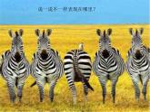 湘美版四年級(jí)美術(shù)上冊(cè)課件 第12課 一模不一樣