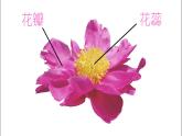 湘美版一年級美術(shù)上冊 21.鳥語花香課件PPT