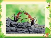 湘美版一年级美术上册 19.蚂蚁搬家课件PPT