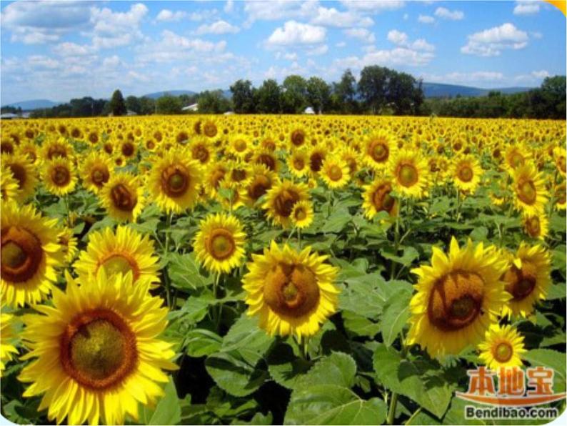 湘美版二年级美术上册课件 11.点点聚会第6页