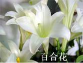 湘美版四年級美術上冊課件 第6課 花兒朵朵