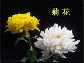 湘美版四年級美術上冊課件 第6課 花兒朵朵