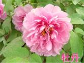 湘美版四年級美術上冊課件 第6課 花兒朵朵