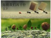 湘美版一年級(jí)美術(shù)上冊(cè) 19.螞蟻搬家課件PPT
