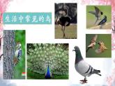 湘美版一年級美術(shù)上冊 21.鳥語花香課件PPT
