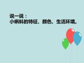 湘美版二年級美術(shù)上冊課件 10.小蝌蚪