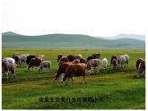 湘美版二年級(jí)美術(shù)上冊(cè)課件 13.花格子小牛