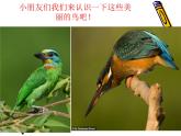 人美版小學(xué)二年級美術(shù)下冊第19課　我喜歡的鳥 課件 (4)