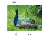 人美版小學(xué)美術(shù)三年級(jí)上冊(cè)第10課 民間面塑  課件（10 張PPT）
