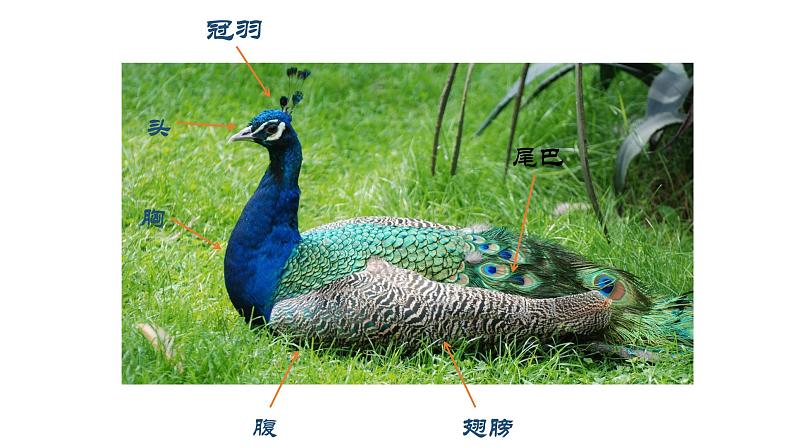 人美版小学美术三年级上册第10课 民间面塑  课件（10 张PPT）第4页