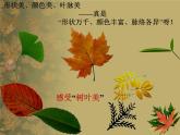 人美版小學(xué)美術(shù)三年級上冊第11課 拓印樹葉真有趣 課件 (2)