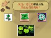 人美版小學(xué)美術(shù)三年級上冊第11課 拓印樹葉真有趣 課件 (2)