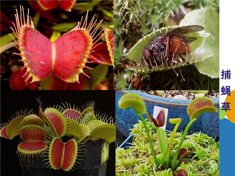 人美版小学二年级美术下册第2课　吃虫草 课件 (4)04