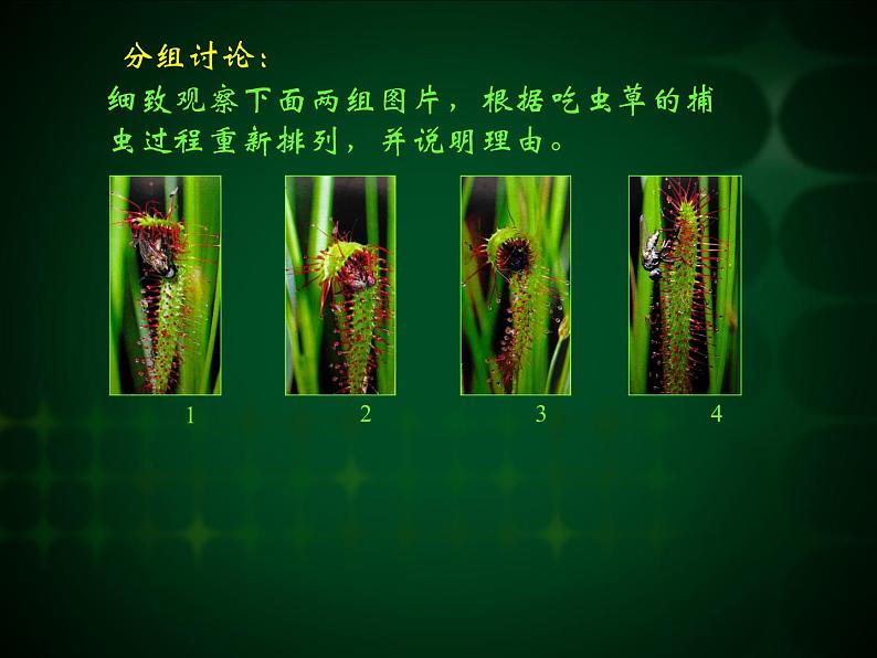 人美版小学二年级美术下册A吃虫草课件04