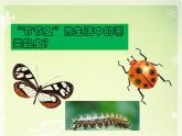 人美版小學(xué)二年級美術(shù)下冊第6課　節(jié)節(jié)蟲 課件 (5)