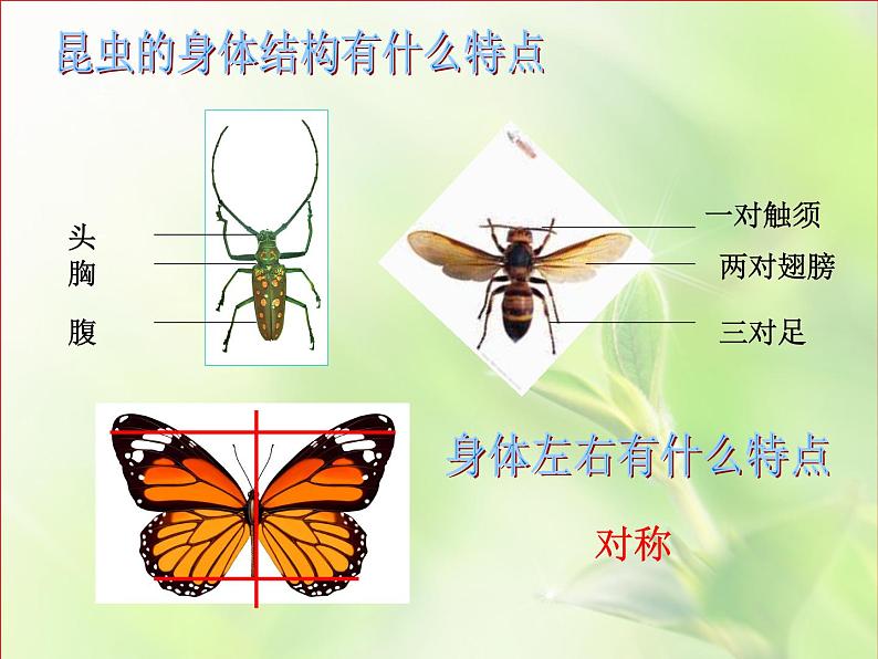 人美版小学美术一年级下册10. 我和昆虫 课件第7页