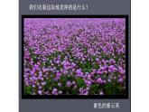 湘美版一年級美術(shù)上冊 3.田野的色彩課件PPT