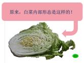 湘美版三年級美術(shù)上冊 第6課 新發(fā)現(xiàn)課件PPT