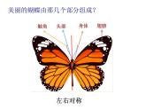 湘美版四年級(jí)美術(shù)上冊(cè) 第14課 蝴蝶落我家課件PPT