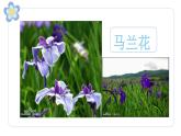湘美版四年級美術上冊 第6課 花兒朵朵課件PPT
