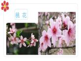 湘美版四年級美術上冊 第6課 花兒朵朵課件PPT