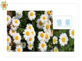湘美版四年級美術上冊 第6課 花兒朵朵課件PPT