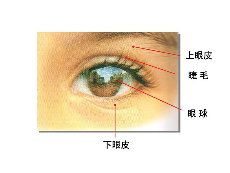 湘美版一年级美术上册 4.大眼睛课件PPT第3页