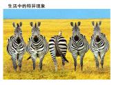 湘美版四年級(jí)美術(shù)上冊(cè)課件 第12課 一模不一樣