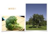 湘美版四年級(jí)美術(shù)上冊(cè)課件 第15課 這個(gè)地方有點(diǎn)怪