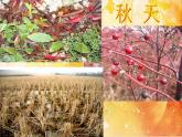 人美版小學(xué)四年級上冊美術(shù)1四季的色彩課件（21張）