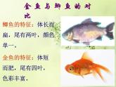 冀美版六年级美术上册9.学画金鱼   课件
