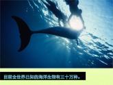 绿色的呼唤PPT课件免费下载