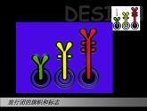 11旅行团的旗帜和标志课件PPT