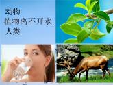 第9課 生命的甘露（14）（課件）美術(shù)六年級(jí)上冊(cè)-湘美版