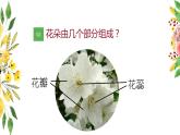 湘美版一年級美術(shù)上冊 21.鳥語花香課件PPT