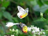 湘美版四年級(jí)美術(shù)上冊(cè)課件 第14課 蝴蝶落我家
