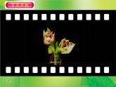 湘美版四年級美術上冊課件 第6課 花兒朵朵