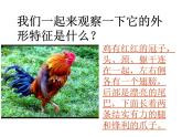 冀美版四年级美术上册6.大花鸡   课件