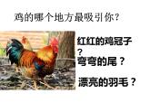 冀美版四年级美术上册6.大花鸡   课件